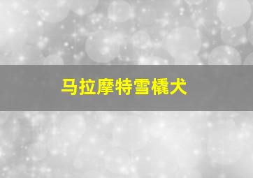 马拉摩特雪橇犬