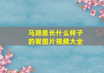 马蹄是长什么样子的呢图片视频大全