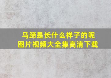 马蹄是长什么样子的呢图片视频大全集高清下载