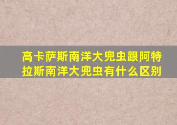 高卡萨斯南洋大兜虫跟阿特拉斯南洋大兜虫有什么区别