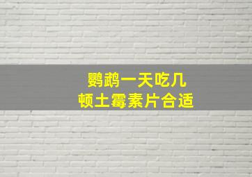 鹦鹉一天吃几顿土霉素片合适