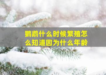 鹦鹉什么时候繁殖怎么知道因为什么年龄