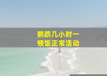 鹦鹉几小时一顿饭正常活动