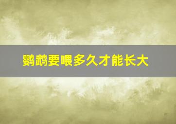 鹦鹉要喂多久才能长大