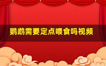 鹦鹉需要定点喂食吗视频