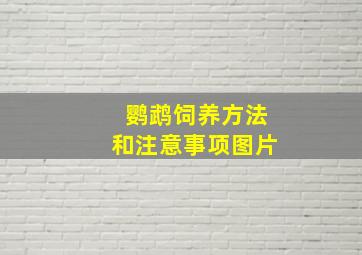 鹦鹉饲养方法和注意事项图片