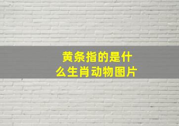 黄条指的是什么生肖动物图片